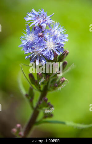 Mountain Sow Thistle, Alpine Blue-sow-thistle (Cicerbita alpina, Lactuca alpina, Mulgedium alpinum), inflorescence, Switzerland Stock Photo