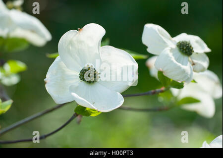 Western Flowering Dogwood, Mountain Dogwood, Pacific Dogwood (Cornus nuttallii 'Ascona', Cornus nuttallii Ascona), blooming branch of cultivar Ascona Stock Photo