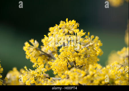 Japanese cornelian cherry (Cornus officinalis), blooming branch Stock Photo