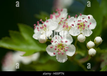 Calycine Hawthorn (Crataegus rhipidophylla), blooming branch, Germany Stock Photo