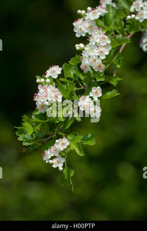 Calycine Hawthorn (Crataegus rhipidophylla), blooming branch, Germany Stock Photo