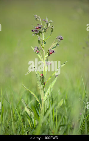 common hound's tongue, houndstoungue (Cynoglossum officinale), blooming, Germany Stock Photo