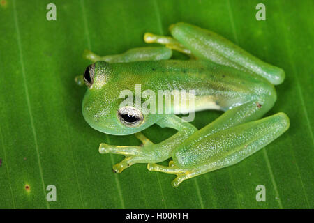 Emerald Glass Frog, Nicaragua Giant Glass Frog (Espadarana prosoplepon, Centrolena prosoplepon), sitting on a leaf, view from above, Costa Rica Stock Photo