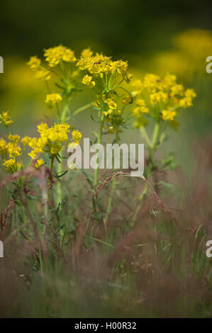 Blooming Meadow of Cypress Spurge Euphorbia cyparissias wild flowers ...