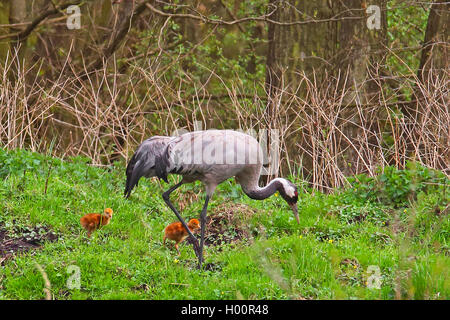 Common crane, Eurasian Crane (Grus grus), adult with chicks, Germany Stock Photo