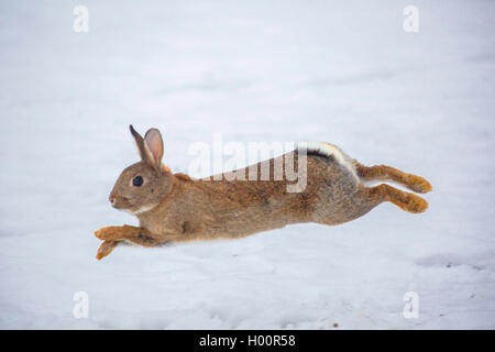 European rabbit (Oryctolagus cuniculus), jumping, Germany, Bavaria, Oberpfalz Stock Photo
