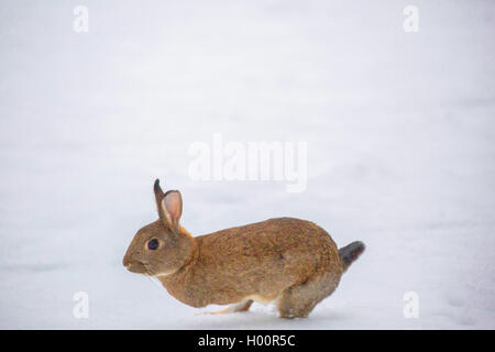 European rabbit (Oryctolagus cuniculus), on the run, Germany, Bavaria, Oberpfalz Stock Photo