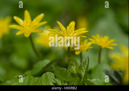 lesser celandine, fig-root butter-cup (Ranunculus ficaria, Ficaria verna), blooming, Germany Stock Photo
