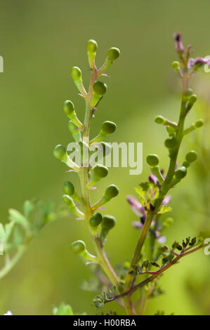 common fumitory, drug fumitory (Fumaria officinalis), infructescence, Germany Stock Photo