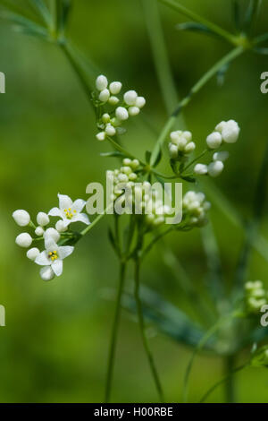 glaucous bedstraw, waxy bedstraw (Galium glaucum), blooming, Germany Stock Photo