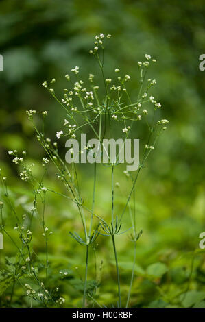 glaucous bedstraw, waxy bedstraw (Galium glaucum), blooming, Germany Stock Photo