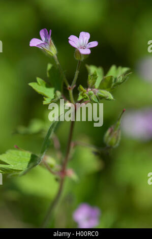 round-leaved cranesbill (Geranium rotundifolium), blooming, Germany Stock Photo