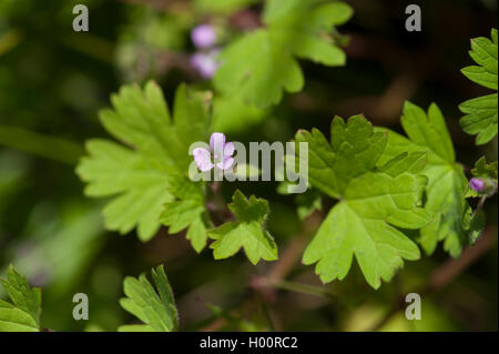 round-leaved cranesbill (Geranium rotundifolium), blooming, Germany Stock Photo