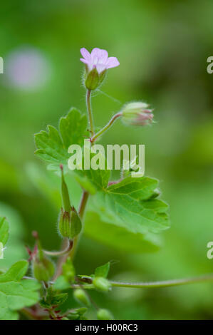 round-leaved cranesbill (Geranium rotundifolium), blooming, Germany Stock Photo