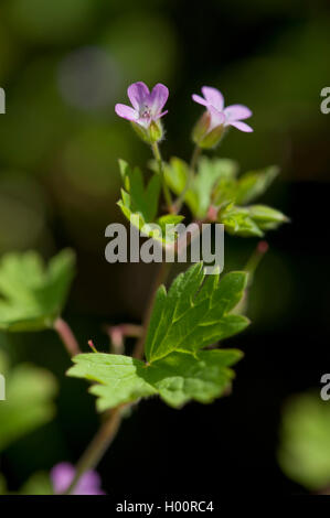 round-leaved cranesbill (Geranium rotundifolium), blooming, Germany Stock Photo