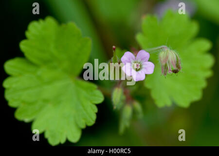 round-leaved cranesbill (Geranium rotundifolium), blooming, Germany Stock Photo