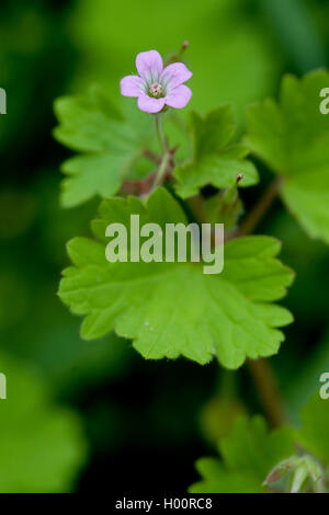 round-leaved cranesbill (Geranium rotundifolium), blooming, Germany Stock Photo