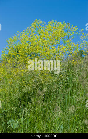 dryer's woad (Isatis tinctoria), blooming, Germany, Weinberge Zwingenberg Stock Photo