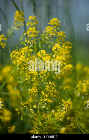 dryer's woad (Isatis tinctoria), blooming, Germany Stock Photo