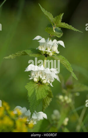 white dead-nettle, white deadnettle (Lamium album), blooming, Germany Stock Photo