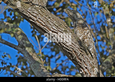great potoo (Nyctibius grandis), sits on a branch well camouflaged and sleeps, Costa Rica Stock Photo