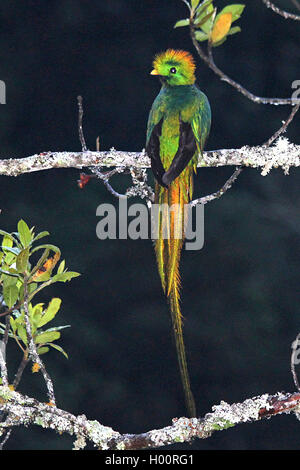 resplendent quetzal (Pharomachrus mocinno), male, Costa Rica Stock Photo