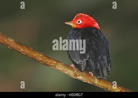 red-capped manakin (Pipra mentalis), male sits on a branch, Costa Rica Stock Photo