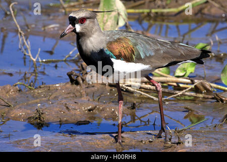 southern lapwing (Vanellus chilensis), in shallow water, Costa Rica Stock Photo