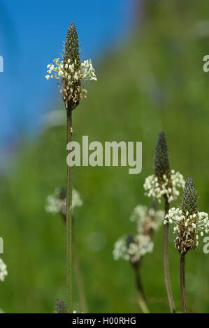 buckhorn plantain, English plantain, ribwort plantain, rib grass, ripple grass (Plantago lanceolata), blooming, Germany Stock Photo