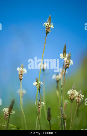 buckhorn plantain, English plantain, ribwort plantain, rib grass, ripple grass (Plantago lanceolata), blooming, Germany Stock Photo