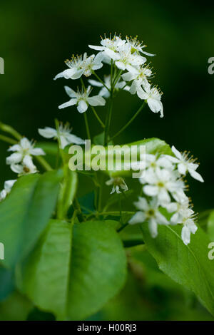 Perfumed cherry, St Lucie cherry, Mahaleb cherry (Prunus mahaleb, Cerasus mahaleb), blooming, Germany Stock Photo