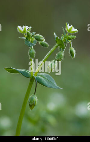common chickweed (Stellaria media), flowers, Germany Stock Photo