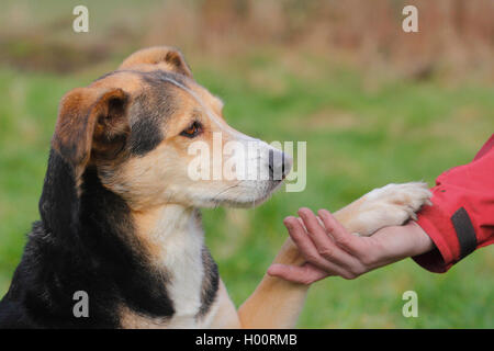 mixed breed dog (Canis lupus f. familiaris), Podenco-mixed breed dog giving the paw, side view, Germany Stock Photo