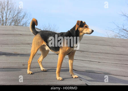 mixed breed dog (Canis lupus f. familiaris), Podenco-mixed breed dog standing on the roof, side view, Germany, North Rhine-Westphalia Stock Photo