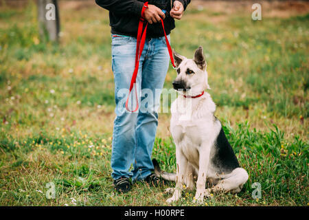 East European Shepherd - Is Breed Of Dog That Was Developed To Create A Larger Cold-resistant Breed For Military Use, Police Wor Stock Photo
