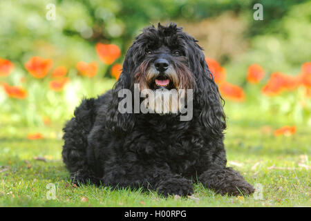mixed breed dog (Canis lupus f. familiaris), six years old poodle-bouvier mixed breed dog lying in a meadow in front of red tulips, front view, Germany Stock Photo