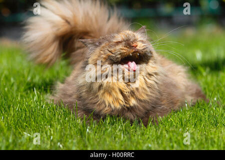 British Longhair, Highlander, Lowlander (Felis silvestris f. catus), three years old cat in colour chocolate tortie yawning in a meadow, front view Stock Photo