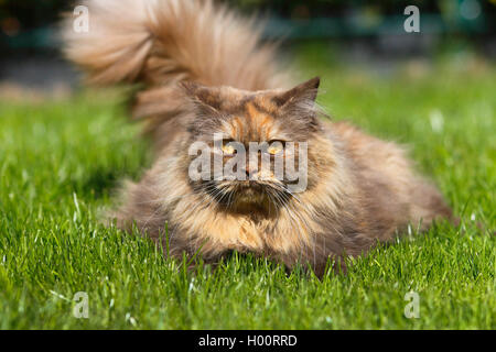 British Longhair, Highlander, Lowlander (Felis silvestris f. catus), three years old cat in colour chocolate tortie lying in a meadow, front view Stock Photo