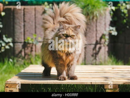 British Longhair, Highlander, Lowlander (Felis silvestris f. catus), three years old cat in colour chocolate tortie standing on a pallet, front view Stock Photo