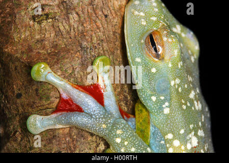 Red-webbed Treefrog, Canal Zone Treefrog (Hypsiboas rufitelus, Hyla rufitelus, Boana rufitela, Hyla albomarginata), at a tree trunk, Costa Rica Stock Photo