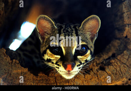 margay (Leopardus wiedii), Portrait, Costa Rica Stock Photo