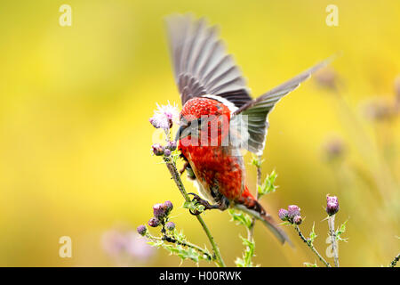 white-winged crossbill (Loxia leucoptera), landing on thistle, Germany Stock Photo