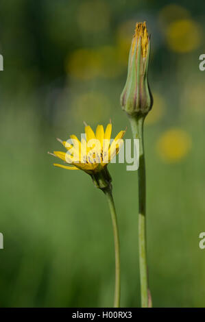meadow goat's beard, jack-go-to-bed-at-noon, meadow salsifify (Tragopogon pratensis), blooming, Germany Stock Photo