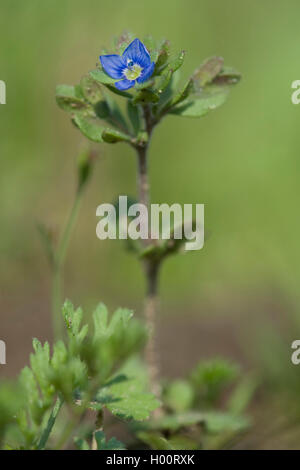 common speedwell, corn speedwell, wall speedwell (Veronica arvensis), flower, Germany Stock Photo