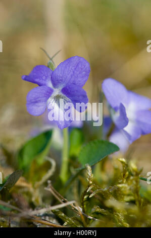 teesdale violet (Viola rupestris), flowers, Germany Stock Photo