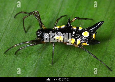 orb-weaving spider (Micrathena spec.), sits on a leaf, Costa Rica Stock Photo