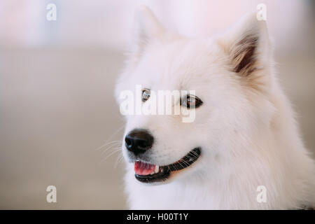 Close Up of Happy White Samoyed Bjelkier. Stock Photo