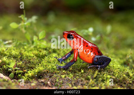 Strawberry poison-arrrow frog, Red-and-blue poison-arrow frog, Flaming poison-arrow frog, Blue Jeans Poison Dart Frog (Dendrobates pumilio, Oophaga pumilio), sits on moss, Costa Rica Stock Photo