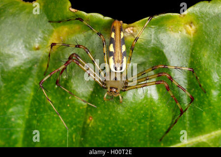 lynx spider (Peucetia rubrolineata), sits on a leaf, Costa Rica