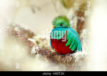 resplendent quetzal (Pharomachrus mocinno), male, Costa Rica Stock Photo